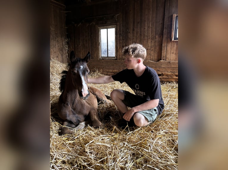 Oldenburger Merrie Veulen (04/2026) 172 cm Zwartbruin in Osterode am Harz