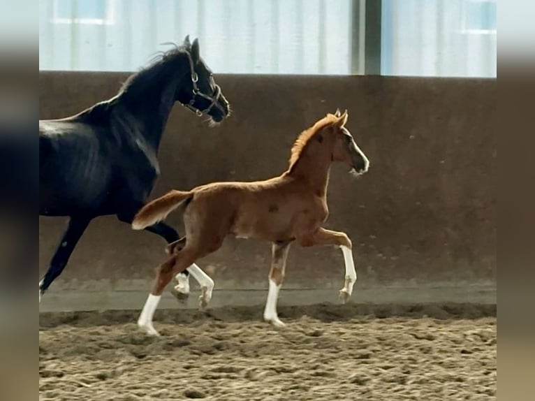 Oldenburger Merrie 174 cm Donkere-vos in Vechta Oldenburger Merrie 174 cm Donkere-vos in Vechta