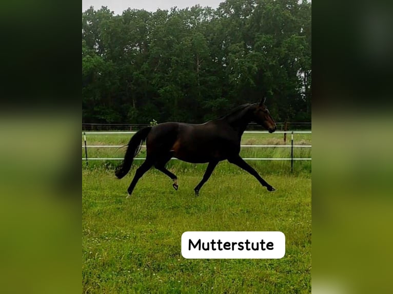 Oldenburger Merrie Veulen (06/2025) 175 cm in Wingst