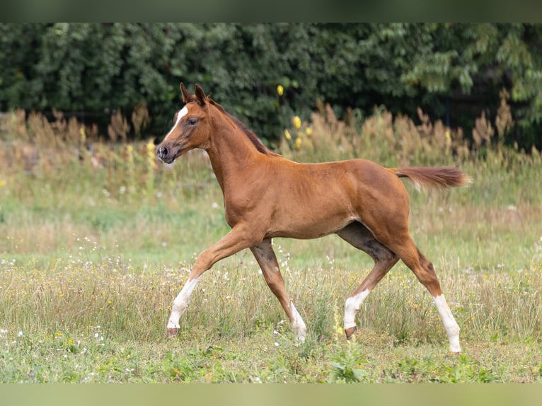 Oldenburger Merrie Veulen (01/2025) 175 cm Vos in Alt Krenzlin