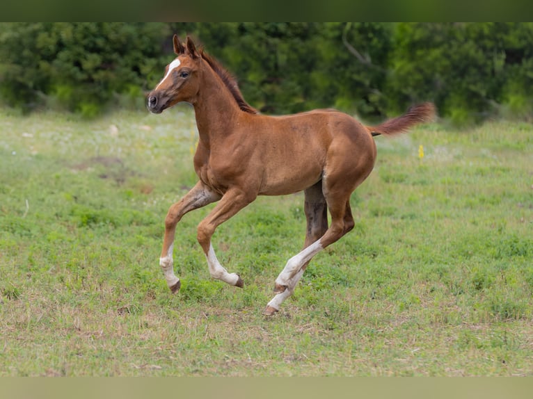 Oldenburger Merrie Veulen (01/2025) 175 cm Vos in Alt Krenzlin