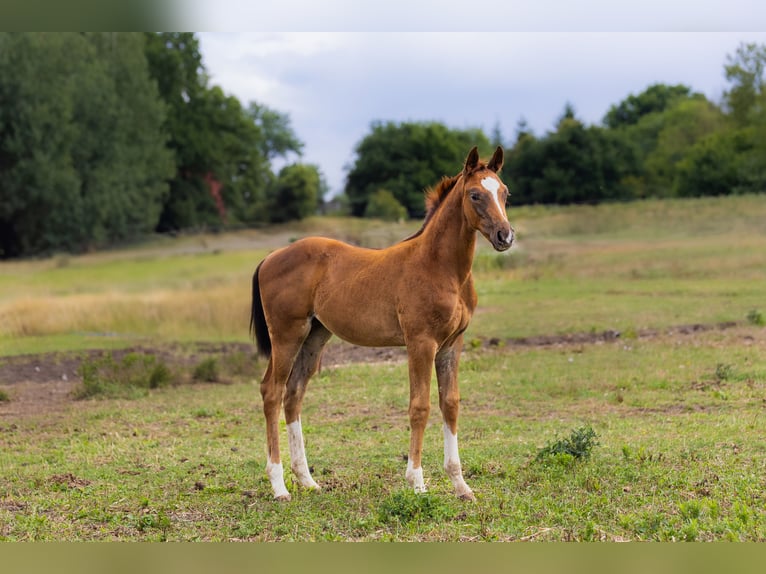Oldenburger Merrie Veulen (01/2025) 175 cm Vos in Alt Krenzlin