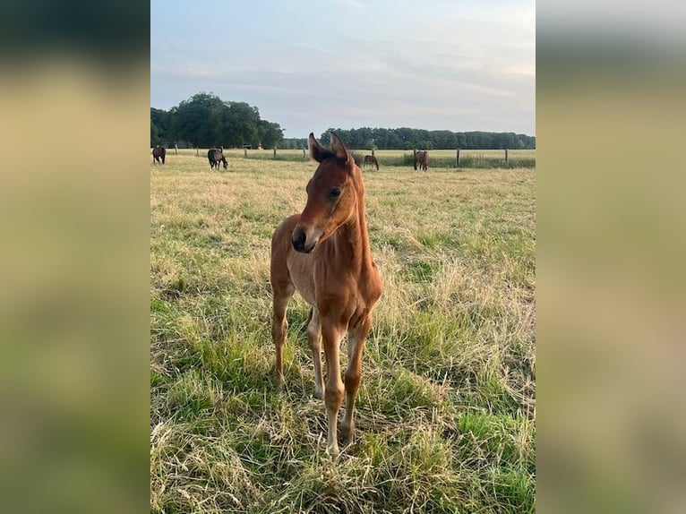 Oldenburger Merrie Veulen (05/2025) Bruin in Ostbevern