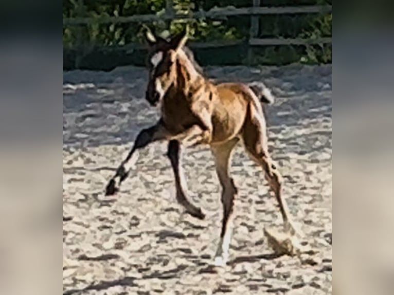 Oldenburger Merrie  Bruin in Sieversdorf
