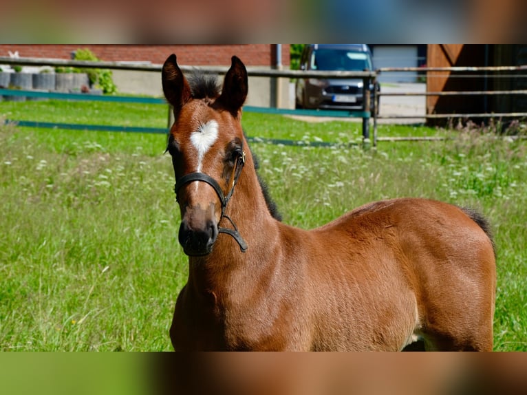 Oldenburger Merrie  Bruin in Sieversdorf