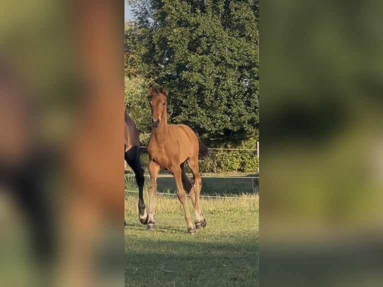 Oldenburger Merrie Veulen (04/2026) Bruin in Nauen