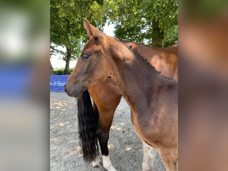 Oldenburger Merrie  Bruin in Petershagen