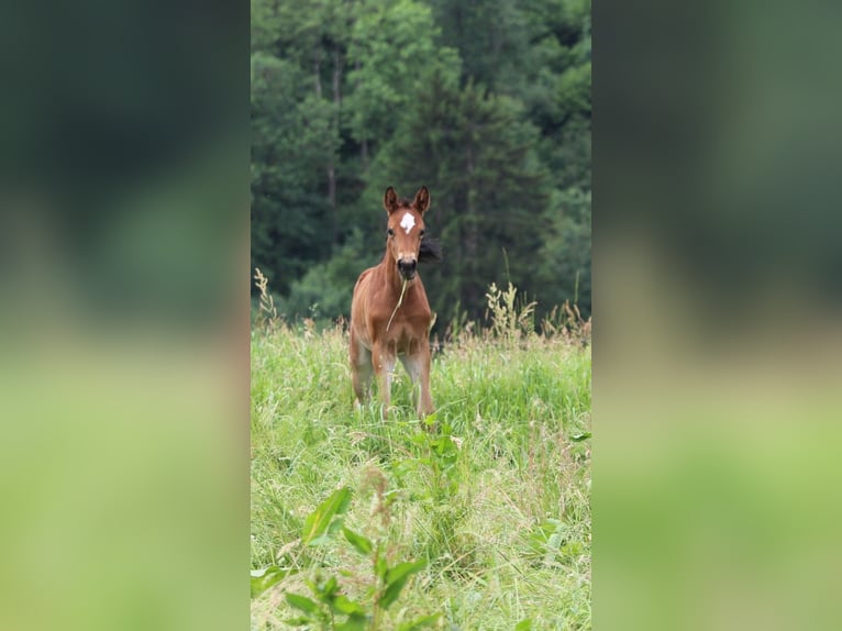 Oldenburger Merrie Veulen (05/2026) Bruin in Neuerburg