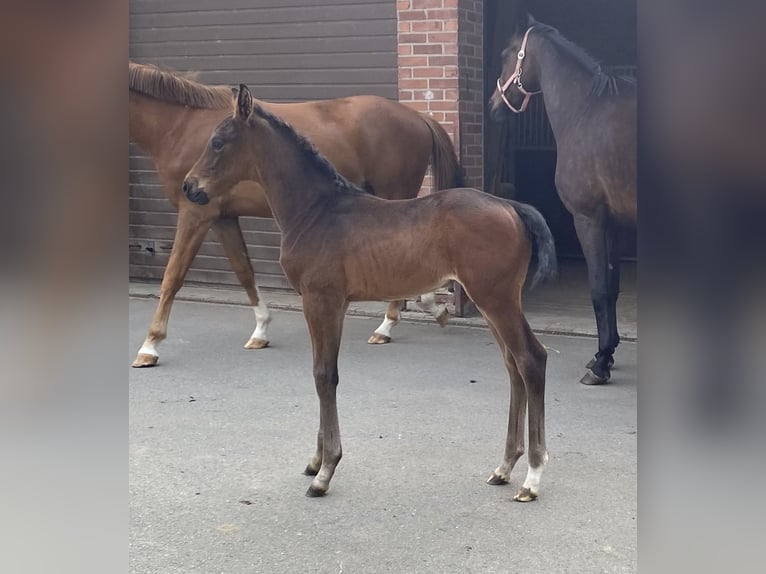Oldenburger Merrie  Donkerbruin in Bocholt