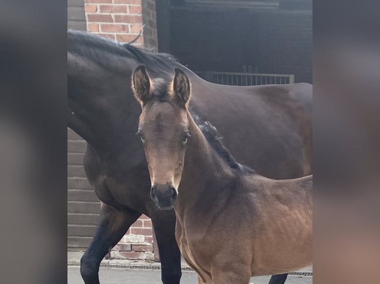 Oldenburger Merrie  Donkerbruin in Bocholt