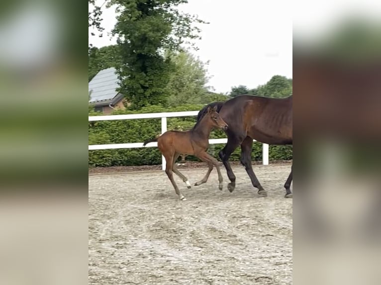 Oldenburger Merrie  Donkerbruin in Bocholt