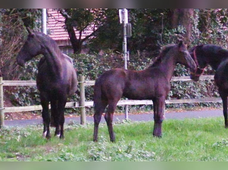 Oldenburger Merrie Veulen (04/2025) Donkerbruin in Cloppenburg