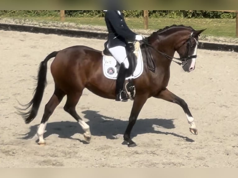 Oldenburger Merrie Veulen (06/2026) Donkerbruin in Elmenhorst
