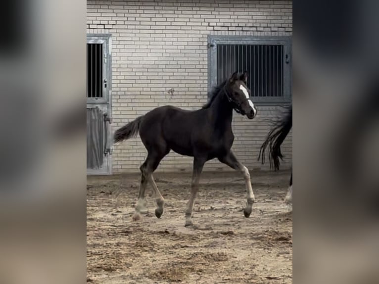 Oldenburger Merrie Veulen (06/2026) Donkerbruin in Elmenhorst