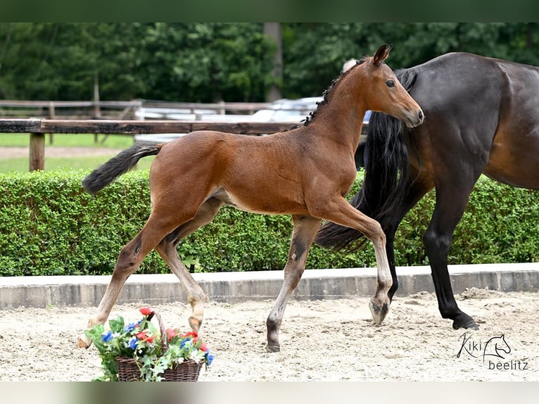 Oldenburger Merrie veulen (05/2024) Donkerbruin in Wedemark