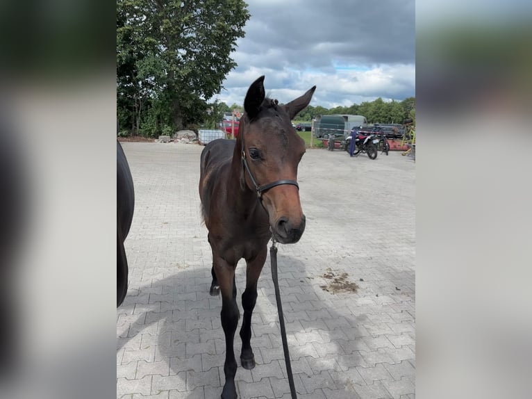 Oldenburger Merrie Veulen (03/2025) Donkerbruin in Ihlow Riepe