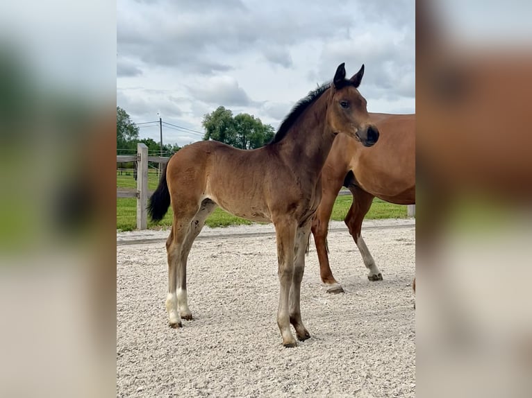 Oldenburger Merrie  Donkerbruin in Puurs