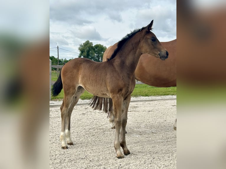 Oldenburger Merrie  Donkerbruin in Puurs