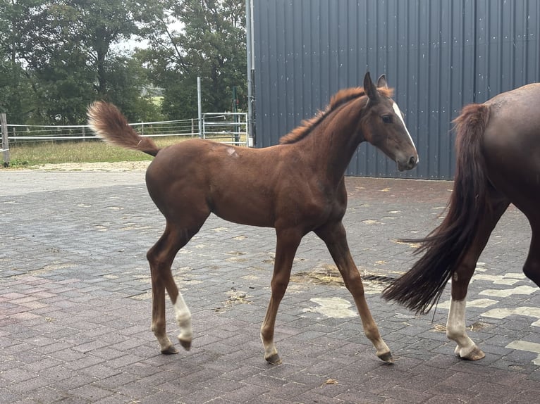 Oldenburger Merrie Veulen (06/2026) Donkerbruin in Rennerod