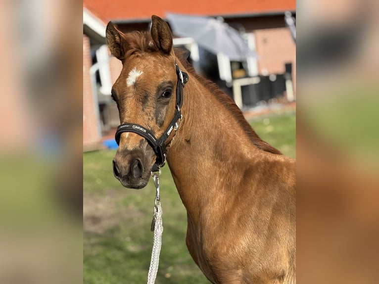 Oldenburger Merrie  Donkere-vos in Emstek