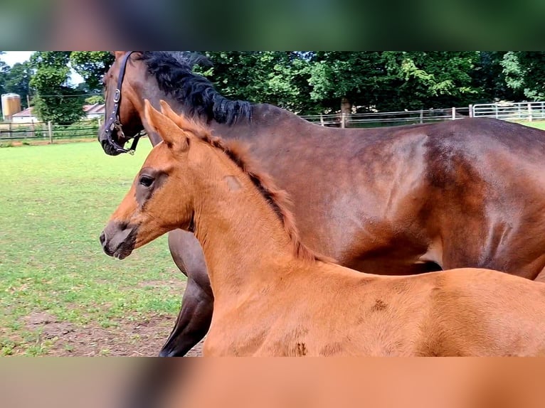 Oldenburger Merrie Veulen (05/2025) Donkere-vos in Ganderkesee