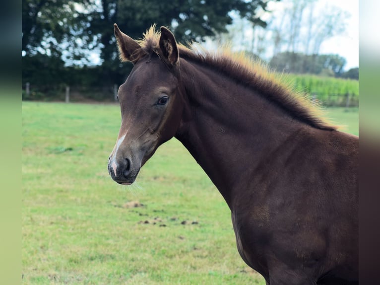 Oldenburger Merrie Veulen (05/2025) Donkere-vos in Ganderkesee