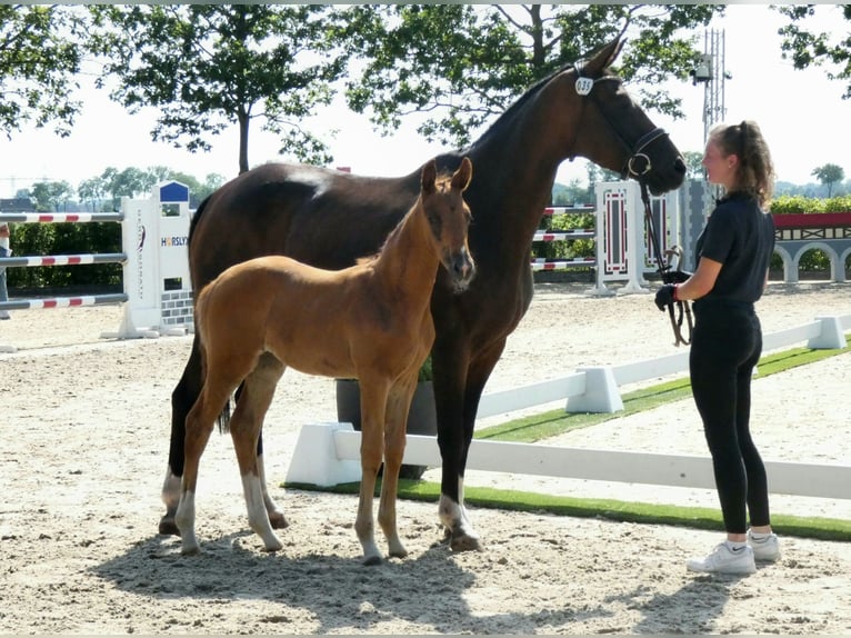 Oldenburger Merrie Veulen (05/2025) Donkere-vos in Ganderkesee