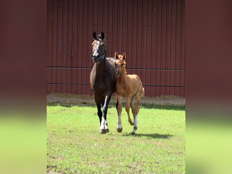 Oldenburger Merrie Veulen (05/2025) Donkere-vos in Ganderkesee