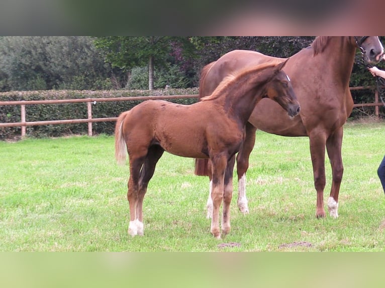 Oldenburger Merrie Veulen (06/2025) Donkere-vos in Cloppenburg
