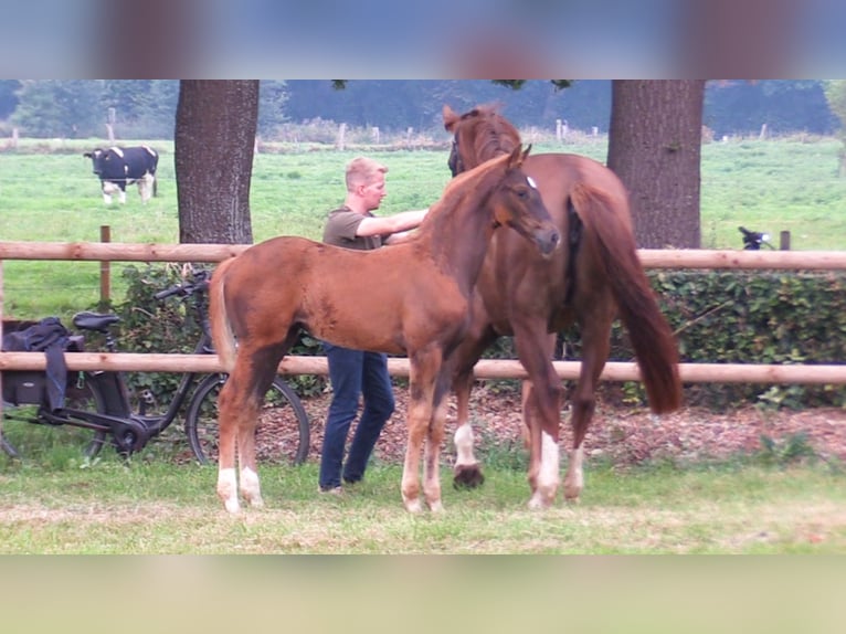 Oldenburger Merrie Veulen (06/2025) Donkere-vos in Cloppenburg