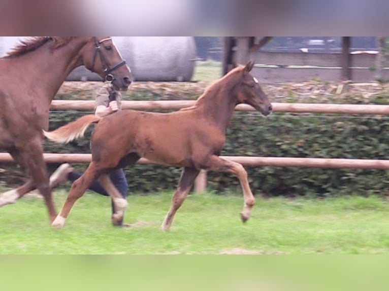 Oldenburger Merrie Veulen (06/2025) Donkere-vos in Cloppenburg