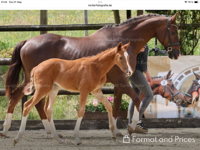 Oldenburger Merrie  Donkere-vos in Hennef