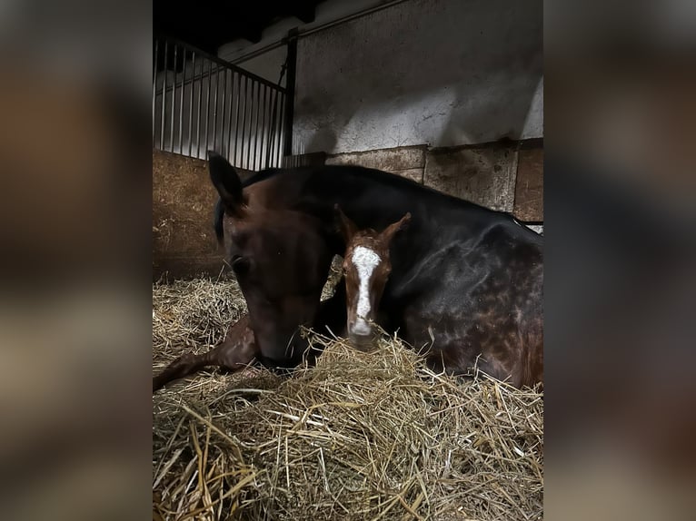 Oldenburger Merrie Veulen (03/2026) Donkere-vos in Wülfrath