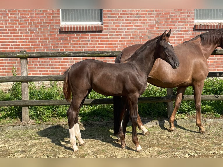 Oldenburger Merrie veulen (04/2024) Donkere-vos in Nottuln