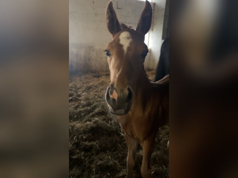 Oldenburger Merrie veulen (06/2024) Donkere-vos in Rodenberg