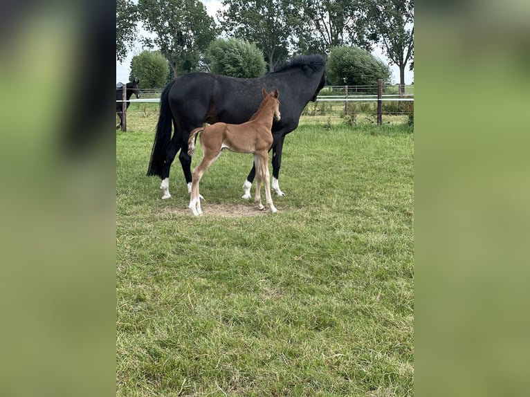 Oldenburger Merrie veulen (06/2024) Donkere-vos in Rodenberg