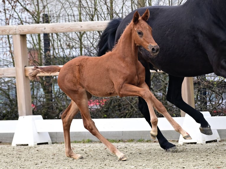 Oldenburger Merrie Veulen (02/2026) Donkere-vos in Vechta