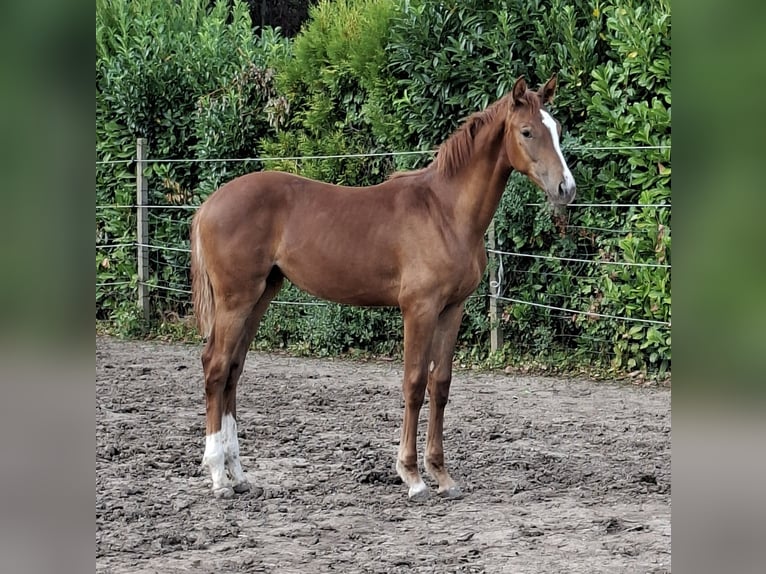 Oldenburger Merrie Veulen (03/2026) Donkere-vos in Wiesloch
