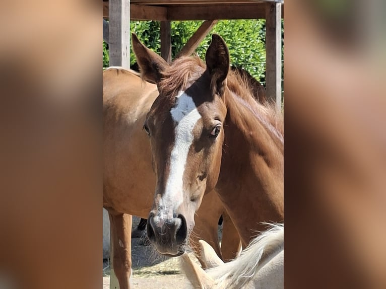 Oldenburger Merrie Veulen (03/2026) Donkere-vos in Wiesloch