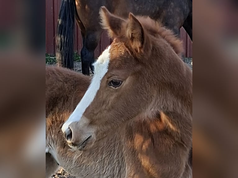Oldenburger Merrie Veulen (03/2026) Donkere-vos in Wiesloch