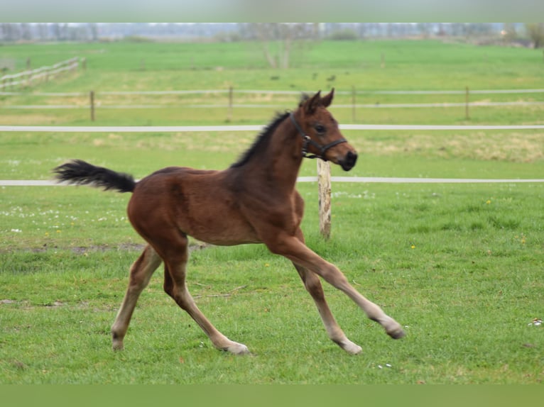 Oldenburger Merrie Veulen (03/2025) in Ihlow Riepe