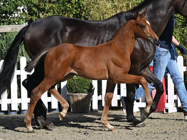 Oldenburger Merrie Veulen (05/2026)  in Vechta