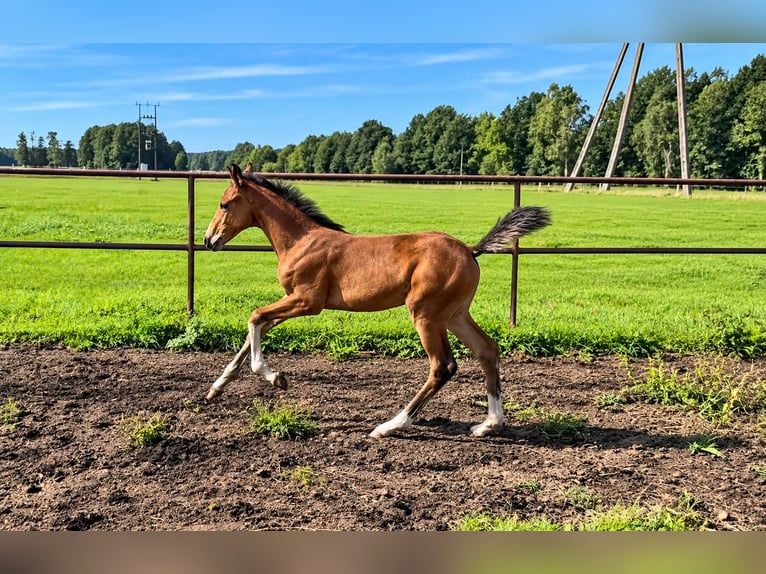 Oldenburger Merrie Veulen (06/2026) Roodbruin in Wyszynki