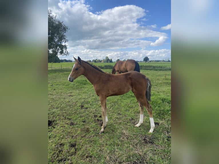 Oldenburger Mix Merrie veulen (05/2024) in Ovelgönne