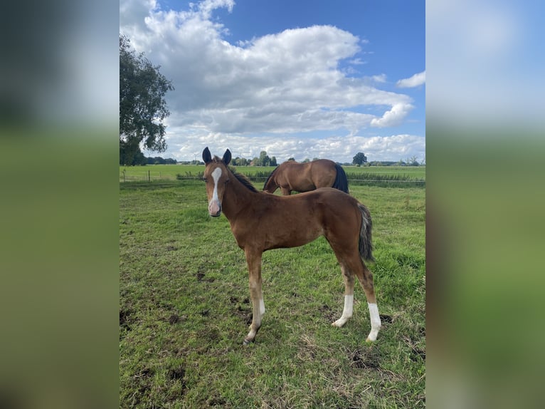 Oldenburger Mix Merrie veulen (05/2024) in Ovelgönne