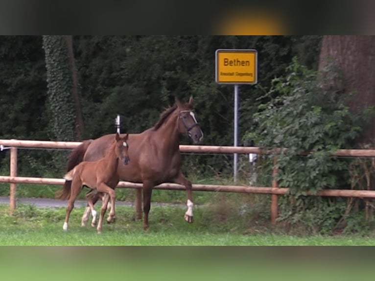 Oldenburger Merrie Veulen (06/2025) Vos in Cloppenburg