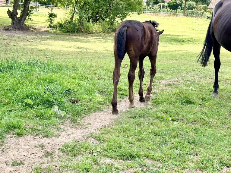 Oldenburger Merrie Veulen (05/2026) Zwart in Cloppenburg