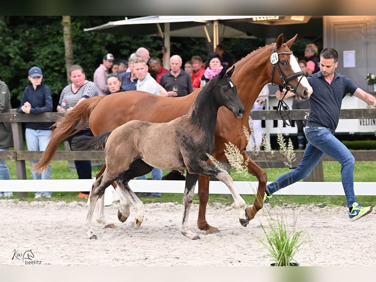 Oldenburger Merrie  Zwart in Rastede
