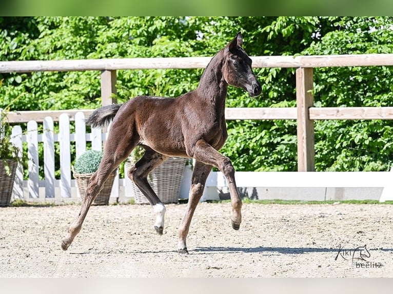 Oldenburger Merrie Veulen (02/2025) Zwartbruin in FilsumFilsum