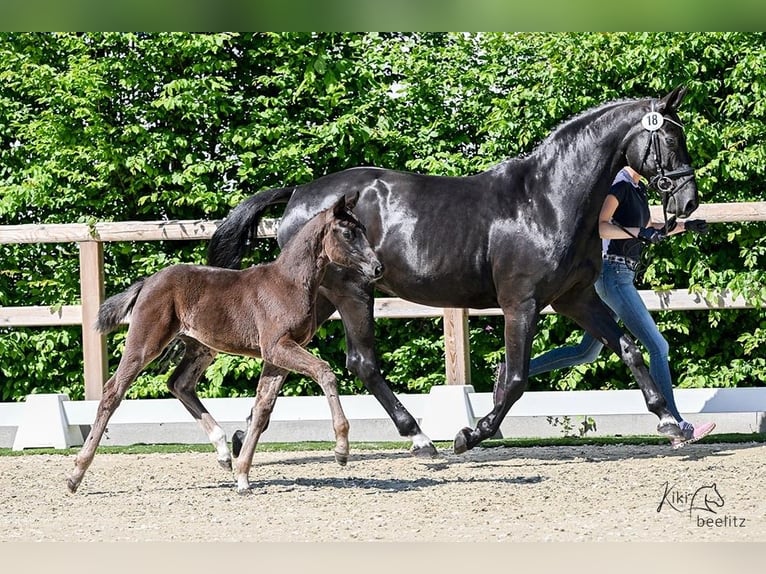 Oldenburger Merrie Veulen (02/2025) Zwartbruin in FilsumFilsum